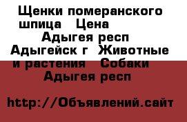 Щенки померанского шпица › Цена ­ 15 000 - Адыгея респ., Адыгейск г. Животные и растения » Собаки   . Адыгея респ.